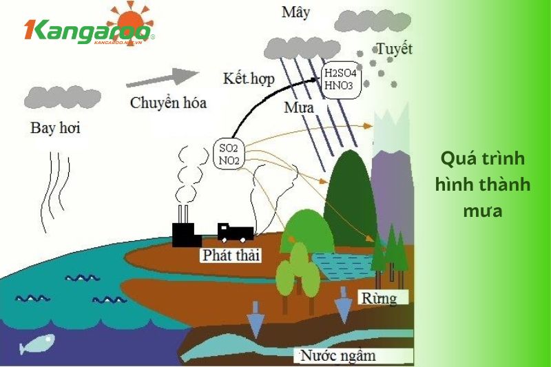 Trong Nước Mưa Có Gì